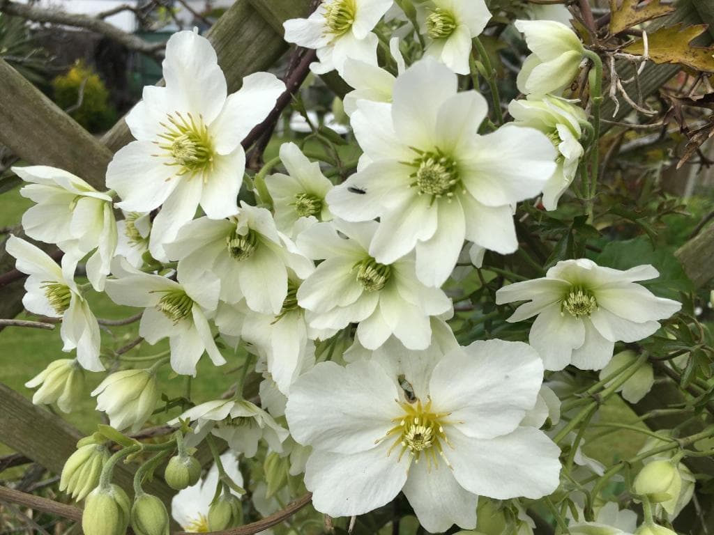 Clematis House Gloucester Road in Cheltenham, United Kingdom