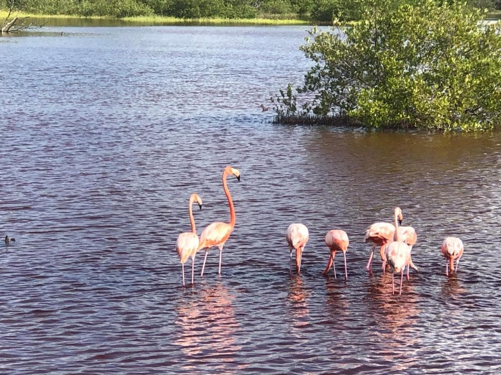Cabanas Cinco Elementos in Celestun, Mexico